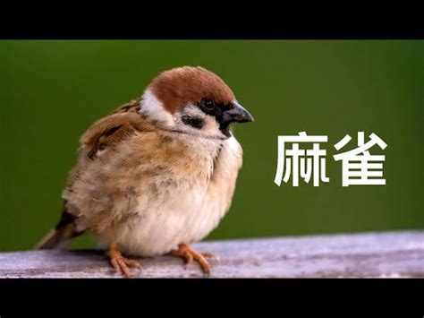 自來鳥|自來雀風水秘訣：今日招財有妙方